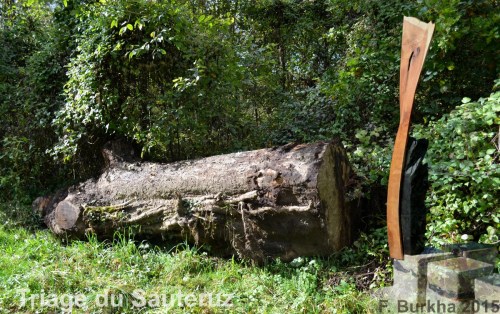 chene du SAUTERUZ Orzens 11-07-2015