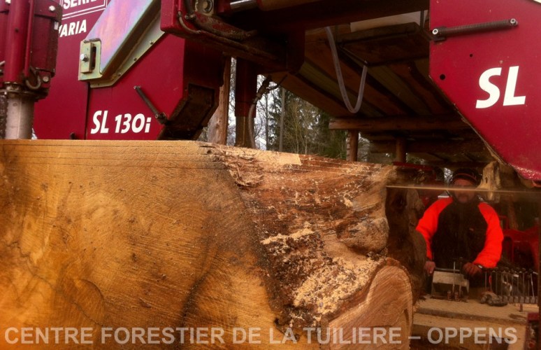 chene du SAUTERUZ Orzens - Debitage des planches 28-11-2015
